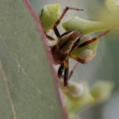 Salsa fuliginata (Sooty Orb-weaver) at Parkes, ACT - 2 Jan 2024 by Hejor1