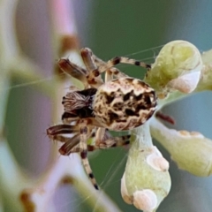 Araneus hamiltoni (Hamilton's Orb Weaver) at Parkes, ACT - 2 Jan 2024 by Hejor1