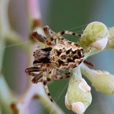 Araneus hamiltoni (Hamilton's Orb Weaver) at Parkes, ACT - 2 Jan 2024 by Hejor1