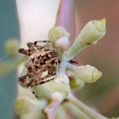 Araneus hamiltoni at Mount Ainslie to Black Mountain - 2 Jan 2024 05:27 PM