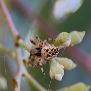 Araneus hamiltoni at Mount Ainslie to Black Mountain - 2 Jan 2024 05:27 PM