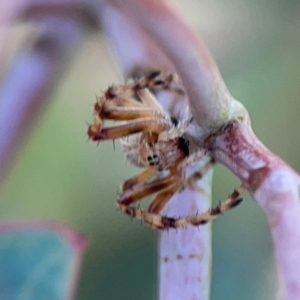 Araneus hamiltoni at Mount Ainslie to Black Mountain - 2 Jan 2024 05:27 PM