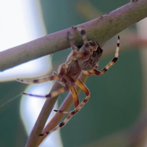 Araneus hamiltoni at Mount Ainslie to Black Mountain - 2 Jan 2024 05:27 PM