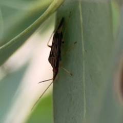 Pentatomidae (family) (Shield or Stink bug) at Parkes, ACT - 2 Jan 2024 by Hejor1