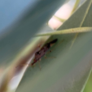 Pentatomidae (family) at Mount Ainslie to Black Mountain - 2 Jan 2024