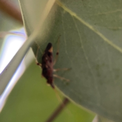 Pentatomidae (family) at Mount Ainslie to Black Mountain - 2 Jan 2024