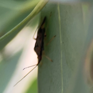 Pentatomidae (family) at Mount Ainslie to Black Mountain - 2 Jan 2024