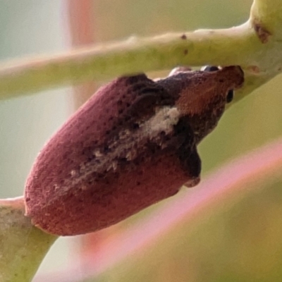 Gonipterus suturalis (Eucalypt weevil) at Parkes, ACT - 2 Jan 2024 by Hejor1