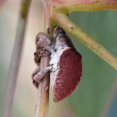 Gonipterus suturalis at Mount Ainslie to Black Mountain - 2 Jan 2024