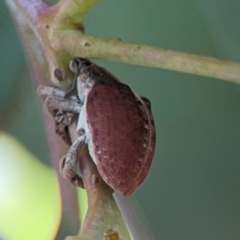 Gonipterus suturalis at Mount Ainslie to Black Mountain - 2 Jan 2024