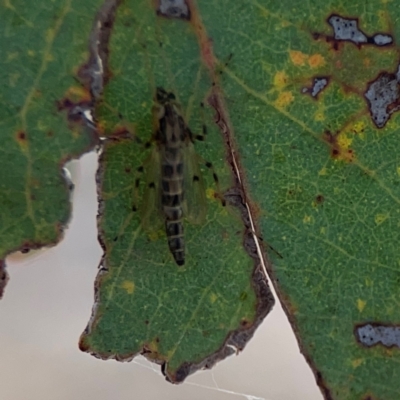 Chironomidae (family) (Non-biting Midge) at Commonwealth & Kings Parks - 2 Jan 2024 by Hejor1