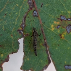 Chironomidae (family) at Mount Ainslie to Black Mountain - 2 Jan 2024