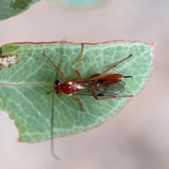 Unidentified Parasitic wasp (numerous families) at Parkes, ACT - 2 Jan 2024 by Hejor1