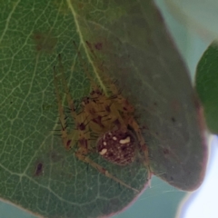 Araneus nigropunctatus (An orb weaver) at Parkes, ACT - 2 Jan 2024 by Hejor1