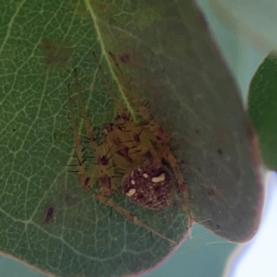 Araneus nigropunctatus (An orb weaver) at Mount Ainslie to Black Mountain - 2 Jan 2024 by Hejor1