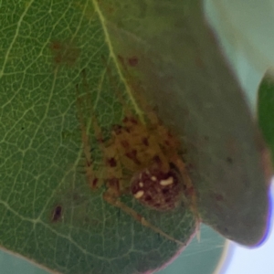 Araneus nigropunctatus at Mount Ainslie to Black Mountain - 2 Jan 2024