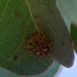 Araneus nigropunctatus at Mount Ainslie to Black Mountain - 2 Jan 2024 05:34 PM