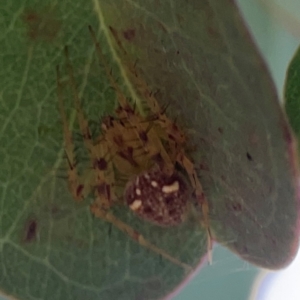 Araneus nigropunctatus at Mount Ainslie to Black Mountain - 2 Jan 2024