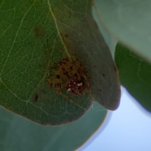 Araneus nigropunctatus at Mount Ainslie to Black Mountain - 2 Jan 2024