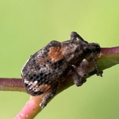 Oxyops fasciatus (A weevil) at Parkes, ACT - 2 Jan 2024 by Hejor1