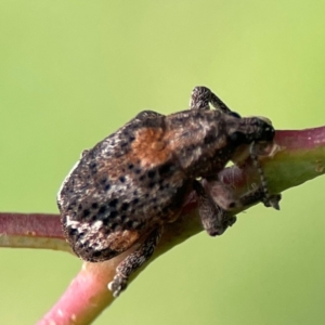 Oxyops fasciatus at Mount Ainslie to Black Mountain - 2 Jan 2024