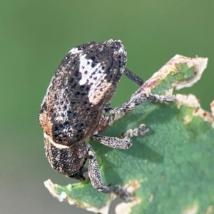 Oxyops fasciatus at Mount Ainslie to Black Mountain - 2 Jan 2024