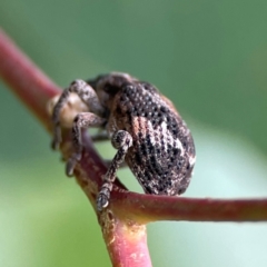 Oxyops fasciatus at Mount Ainslie to Black Mountain - 2 Jan 2024 05:41 PM