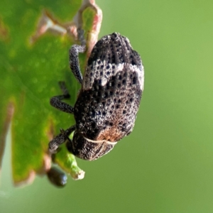 Oxyops fasciatus at Mount Ainslie to Black Mountain - 2 Jan 2024 05:41 PM