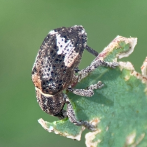 Oxyops fasciatus at Mount Ainslie to Black Mountain - 2 Jan 2024 05:41 PM