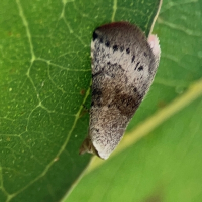 Mataeomera mesotaenia (Large Scale Moth) at Commonwealth & Kings Parks - 2 Jan 2024 by Hejor1