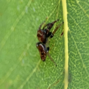 Opisthoncus sp. (genus) at Mount Ainslie to Black Mountain - 2 Jan 2024