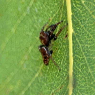 Opisthoncus sp. (genus) (Unidentified Opisthoncus jumping spider) at Parkes, ACT - 2 Jan 2024 by Hejor1