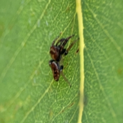 Opisthoncus sp. (genus) at Mount Ainslie to Black Mountain - 2 Jan 2024