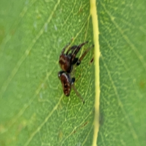 Opisthoncus sp. (genus) at Mount Ainslie to Black Mountain - 2 Jan 2024