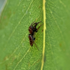 Opisthoncus sp. (genus) at Mount Ainslie to Black Mountain - 2 Jan 2024