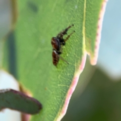 Opisthoncus sp. (genus) at Mount Ainslie to Black Mountain - 2 Jan 2024