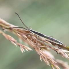 Mutusca brevicornis (A broad-headed bug) at Parkes, ACT - 2 Jan 2024 by Hejor1