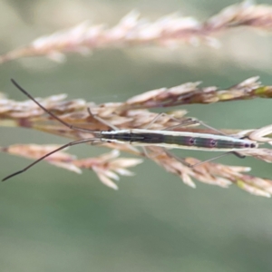 Mutusca brevicornis at Mount Ainslie to Black Mountain - 2 Jan 2024