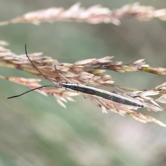 Mutusca brevicornis at Mount Ainslie to Black Mountain - 2 Jan 2024 05:47 PM