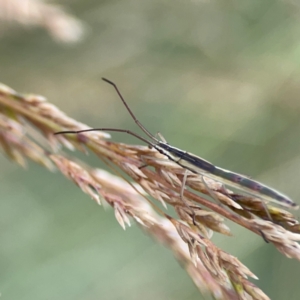 Mutusca brevicornis at Mount Ainslie to Black Mountain - 2 Jan 2024 05:47 PM