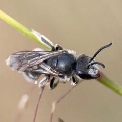 Lasioglossum (Chilalictus) lanarium (Halictid bee) at Parkes, ACT - 2 Jan 2024 by Hejor1