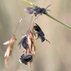 Lasioglossum (Chilalictus) lanarium at Mount Ainslie to Black Mountain - 2 Jan 2024 05:48 PM