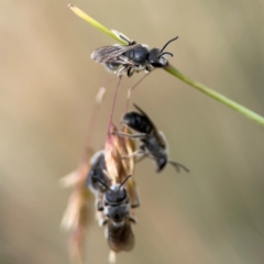 Lasioglossum (Chilalictus) lanarium at Mount Ainslie to Black Mountain - 2 Jan 2024 05:48 PM