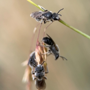 Lasioglossum (Chilalictus) lanarium at Mount Ainslie to Black Mountain - 2 Jan 2024 05:48 PM