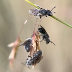 Lasioglossum (Chilalictus) lanarium at Mount Ainslie to Black Mountain - 2 Jan 2024 05:48 PM