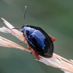 Arsipoda holomelaena (Red-legged flea beetle) at Parkes, ACT - 2 Jan 2024 by Hejor1