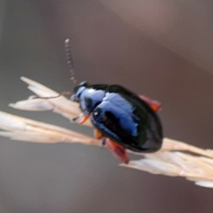 Arsipoda holomelaena at Mount Ainslie to Black Mountain - 2 Jan 2024 05:49 PM