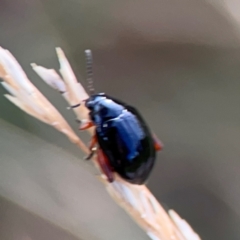 Arsipoda holomelaena at Mount Ainslie to Black Mountain - 2 Jan 2024 05:49 PM