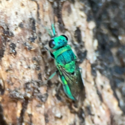 Primeuchroeus sp. (genus) (Cuckoo Wasp) at Parkes, ACT - 2 Jan 2024 by Hejor1