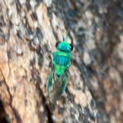 Primeuchroeus sp. (genus) at Mount Ainslie to Black Mountain - 2 Jan 2024